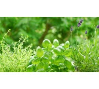 Herbs & Herbals
